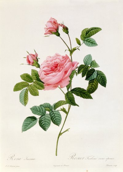 Rosa Inermis by Pierre Joseph Redouté